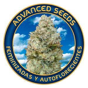 Afghan Skunk   1 u. fem. Advanced Seeds