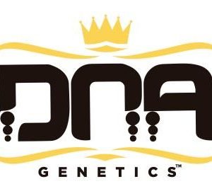 24K Gold  5 u. fem. DNA Genetics