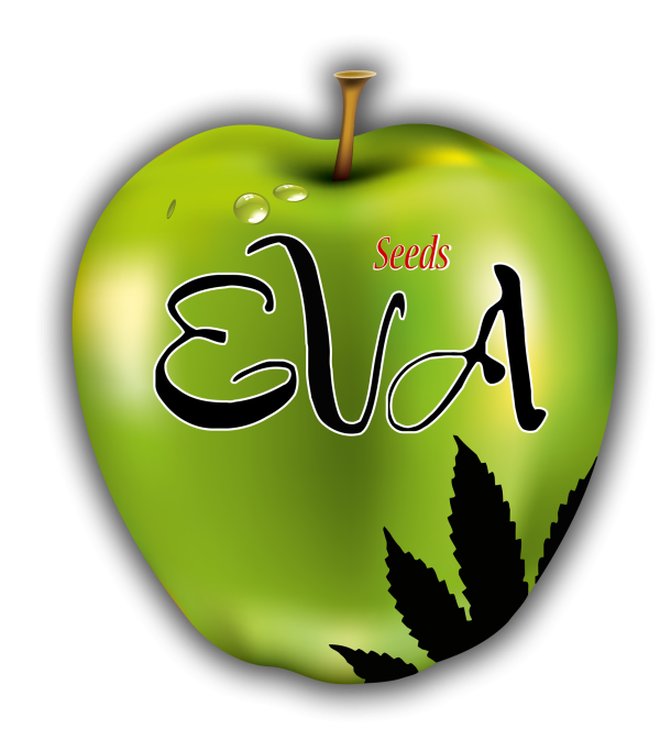 Viejo Toby 3+1 u. fem. Eva Seeds
