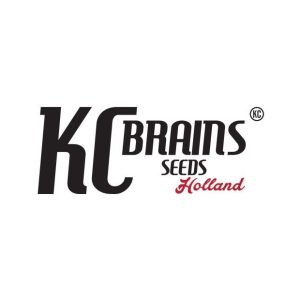 Afghani Special  5 u. reg. KC Brains
