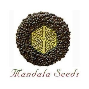8 Miles High 10 u. reg. Mandala Seeds