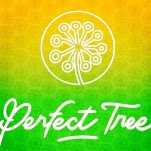 Baked in Paris 6 u. fem Perfect Tree