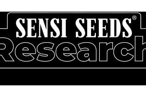 420 Punch 1 u. fem. Sensi Seeds Research