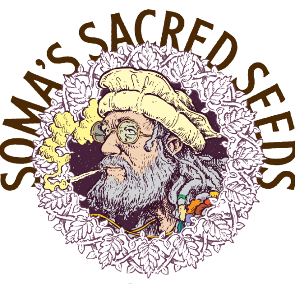 Hash Heaven 10 u. fem. Soma Seeds